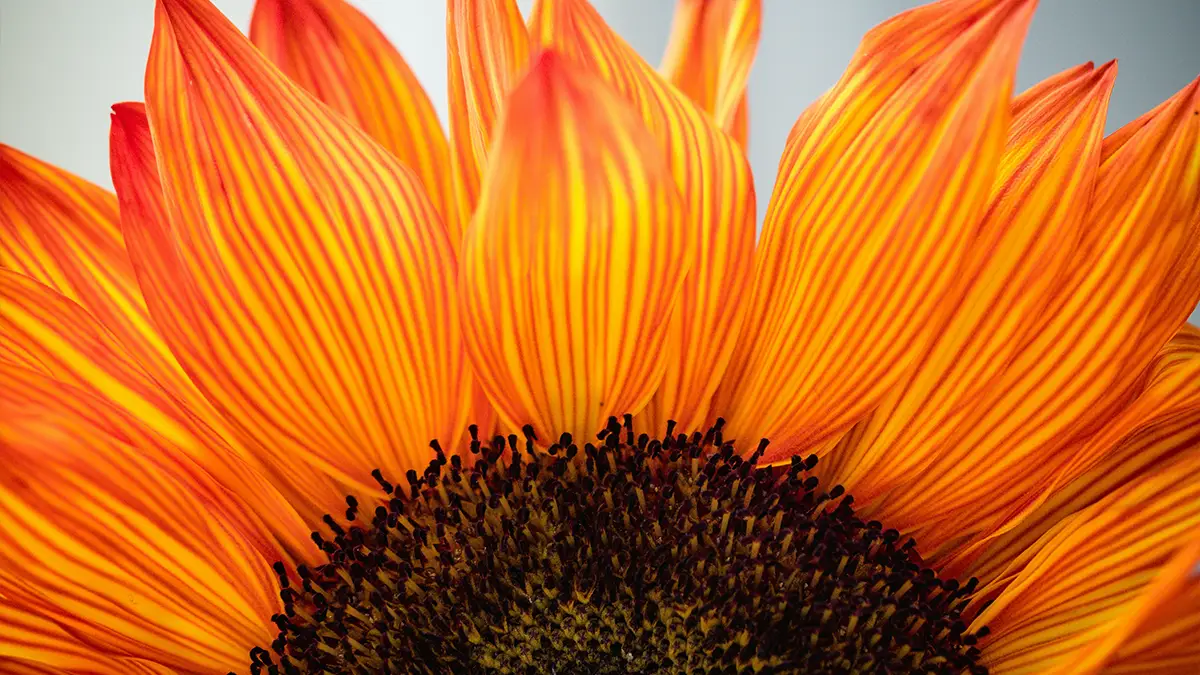 articulo 204 13 belleza en los detalles